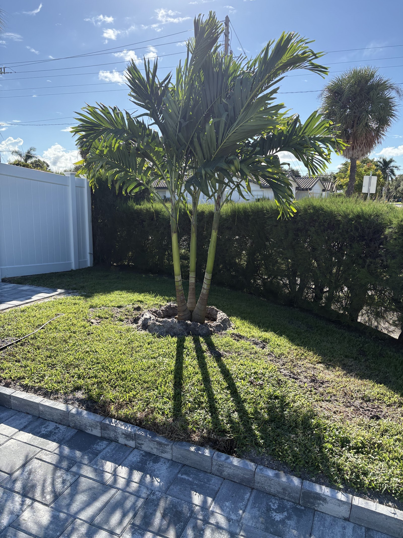Young palm planted in a front yard bed