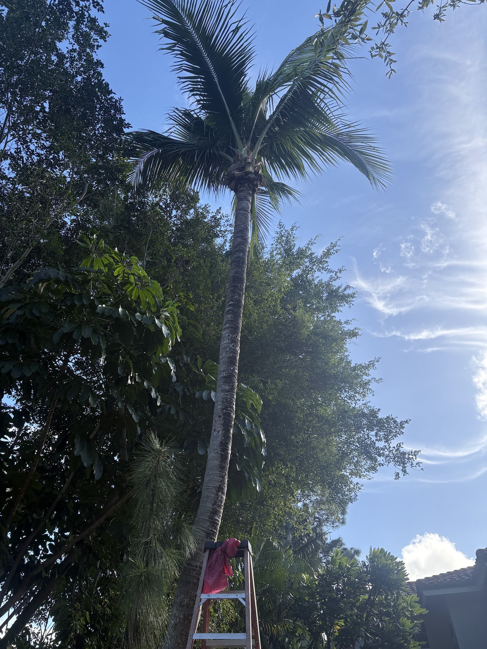 Palm tree pruned and cleaned