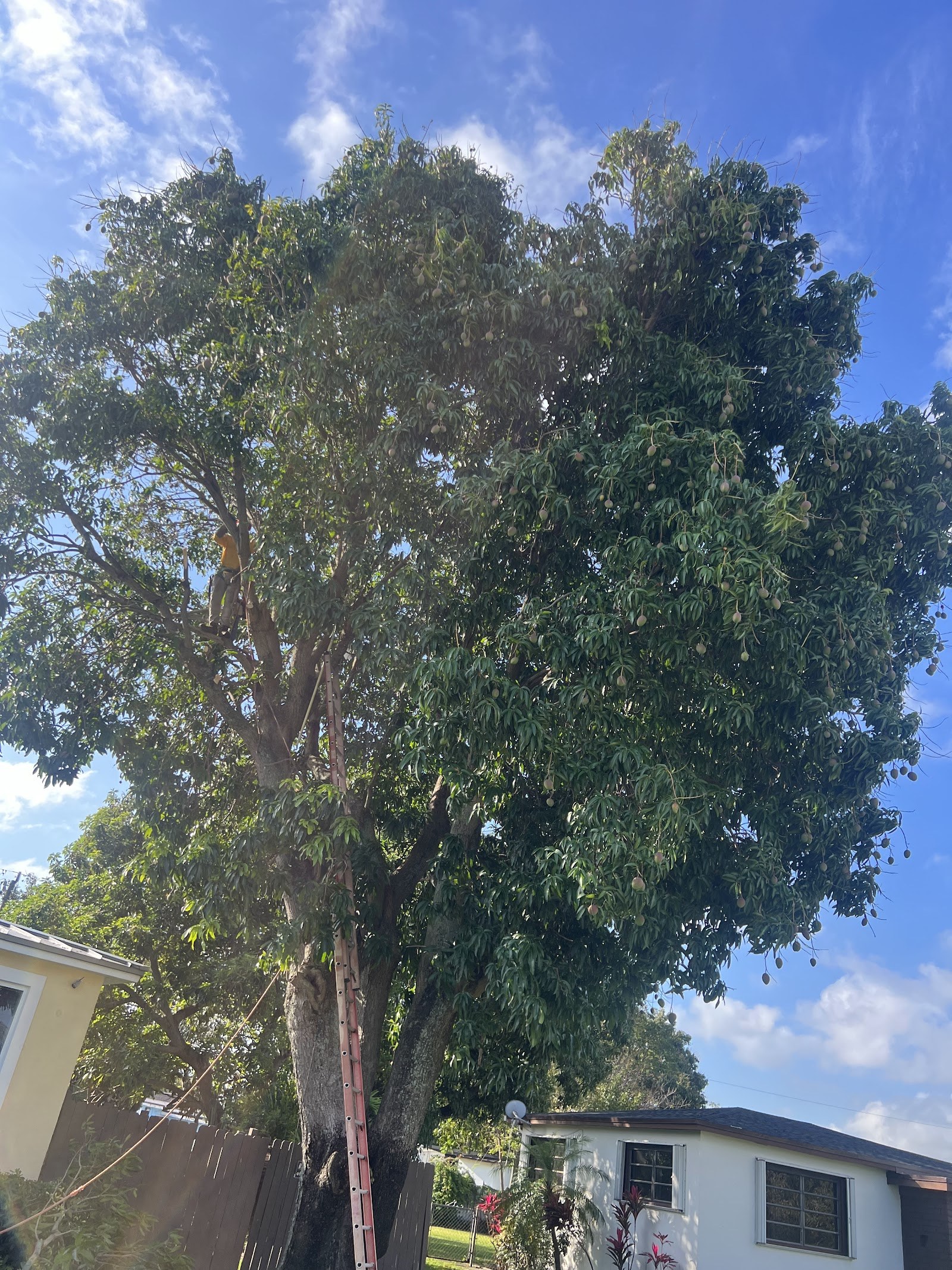 Mature oak, thinned and shaped