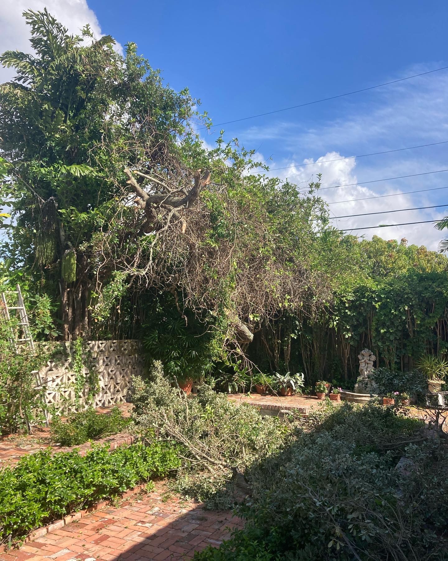 Storm-toppled tree spanning a garden walkway, crew on site