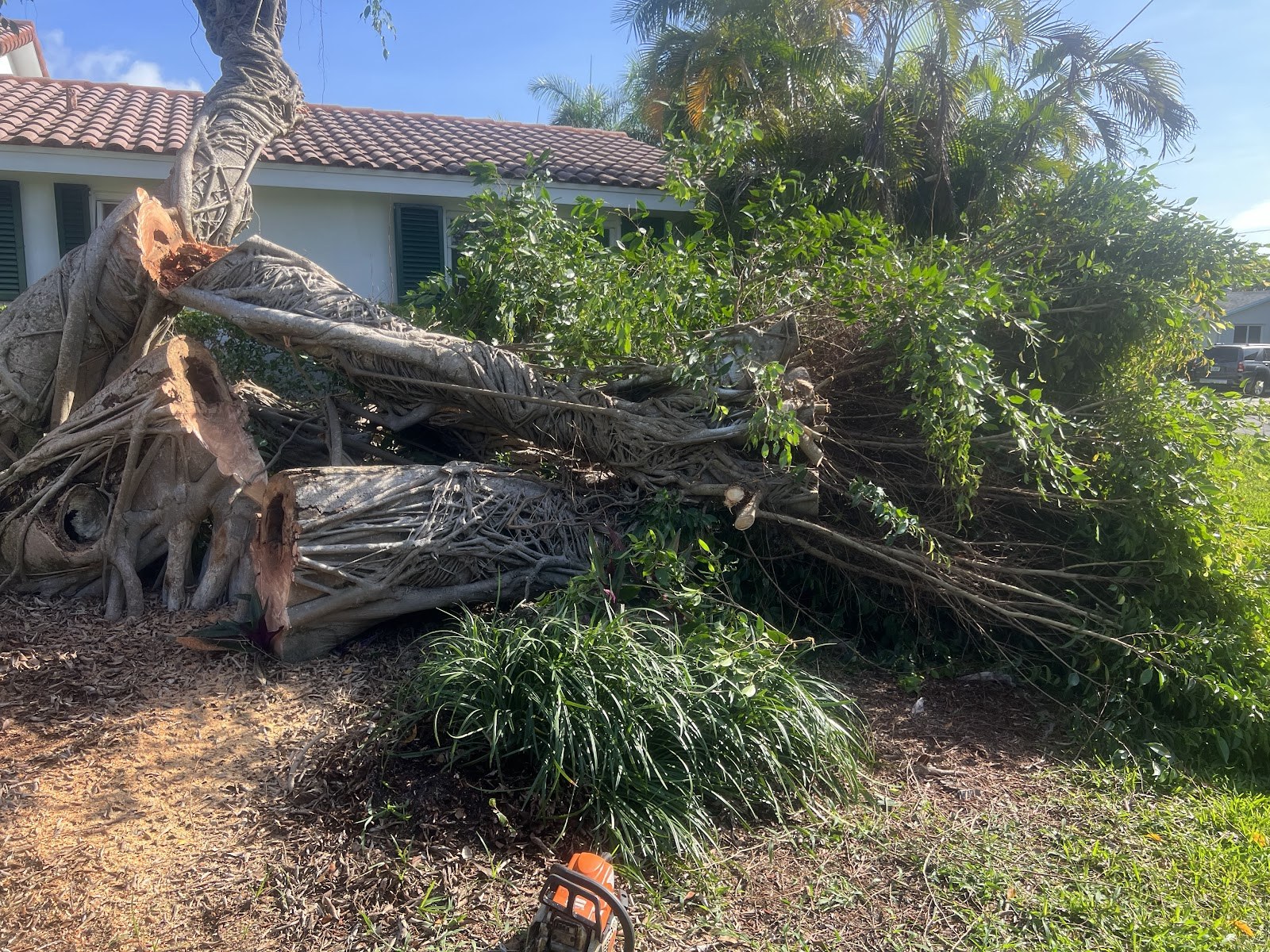 Storm-felled tree, sectioned and ready for haul-off