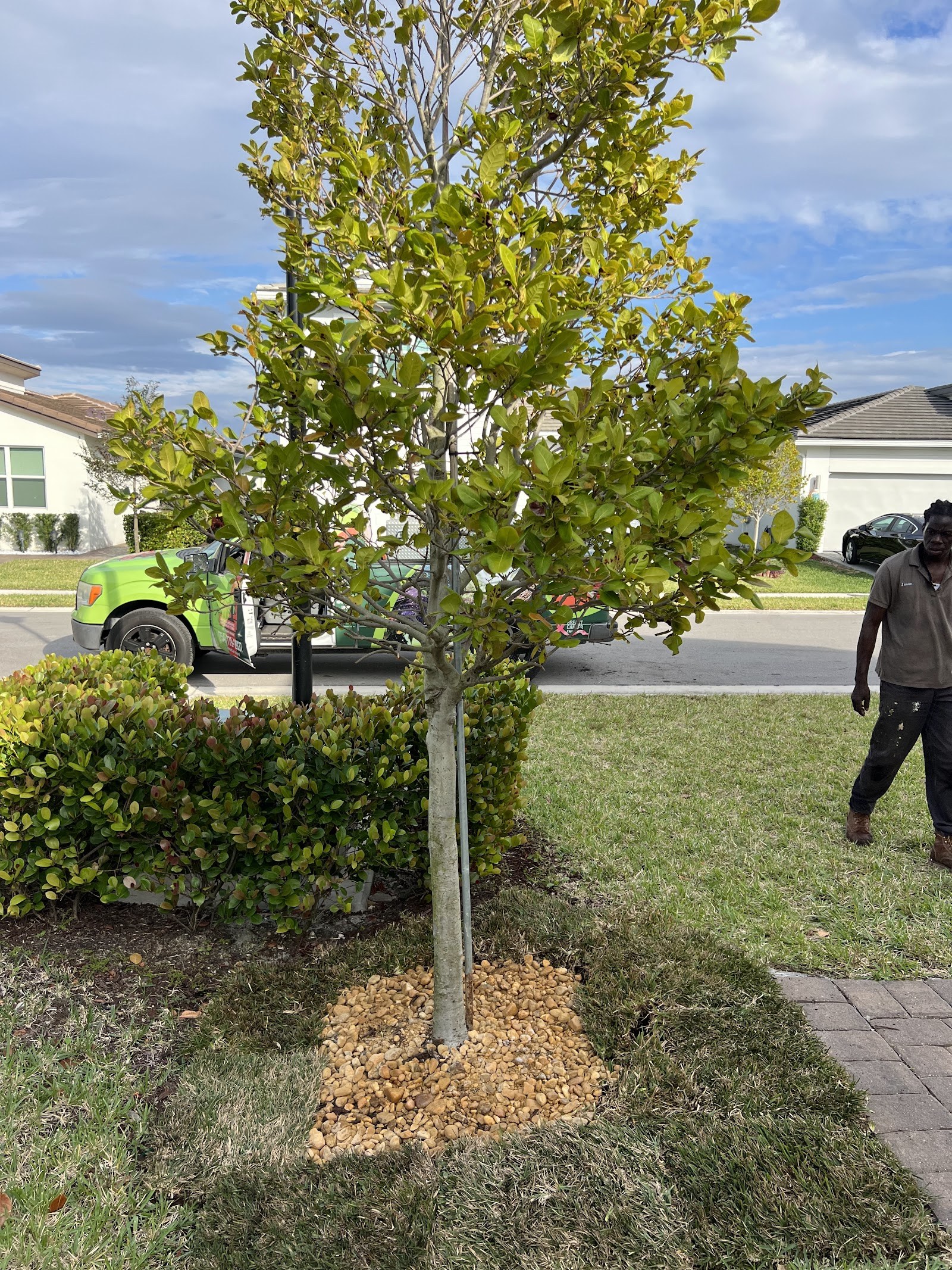 Young tree planted and staked in a fresh bed
